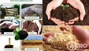 Sifatli organik o'g'it (Gidrobiogumus)